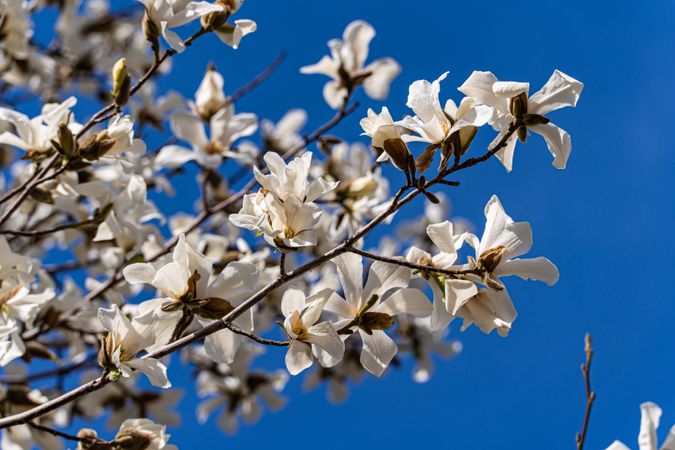 Blooming magnolia tree in the spring park