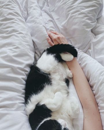 Cat wrapped in arm on cozy bed