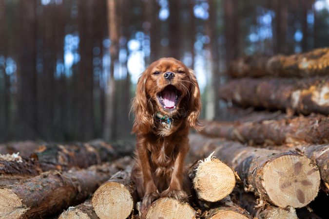 Cavalier spaniel barking atop logged trees