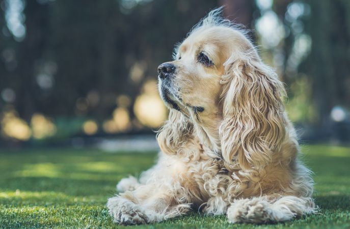 Funny dog lying on ground between plants
