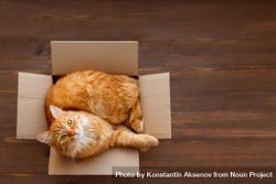 Cute ginger cat nestled in cardboard box on wood floor 5wpZy4