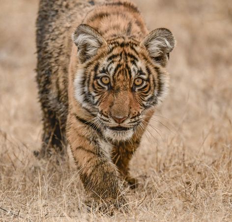 Adult tiger in brown field
