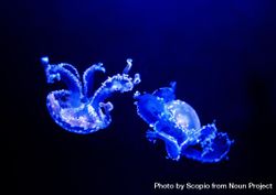 Two blue jellyfish underwater 5X8Rk5