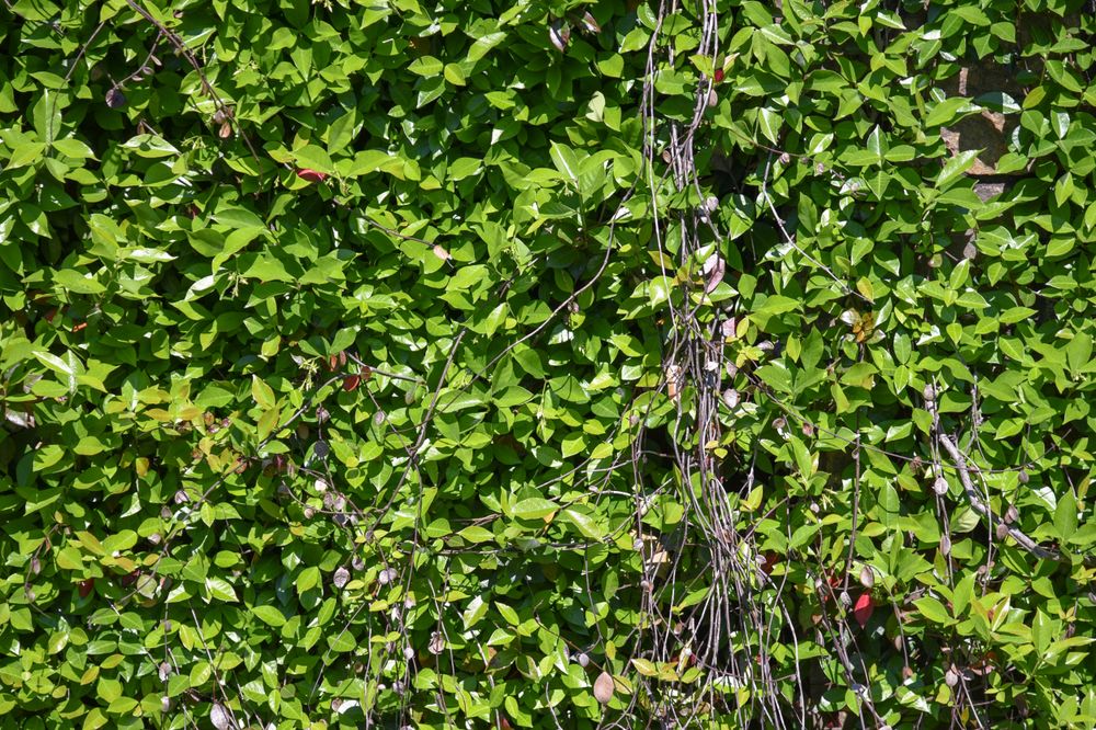 Green Ivy growing on a wall