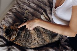 Young woman stroking cat on bed