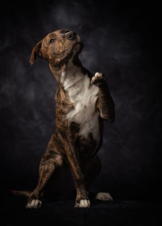 Proud adult spotted American Terrier dog