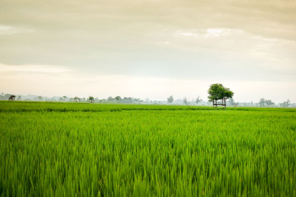 Lush green grass with trees on misty day in Indonesia