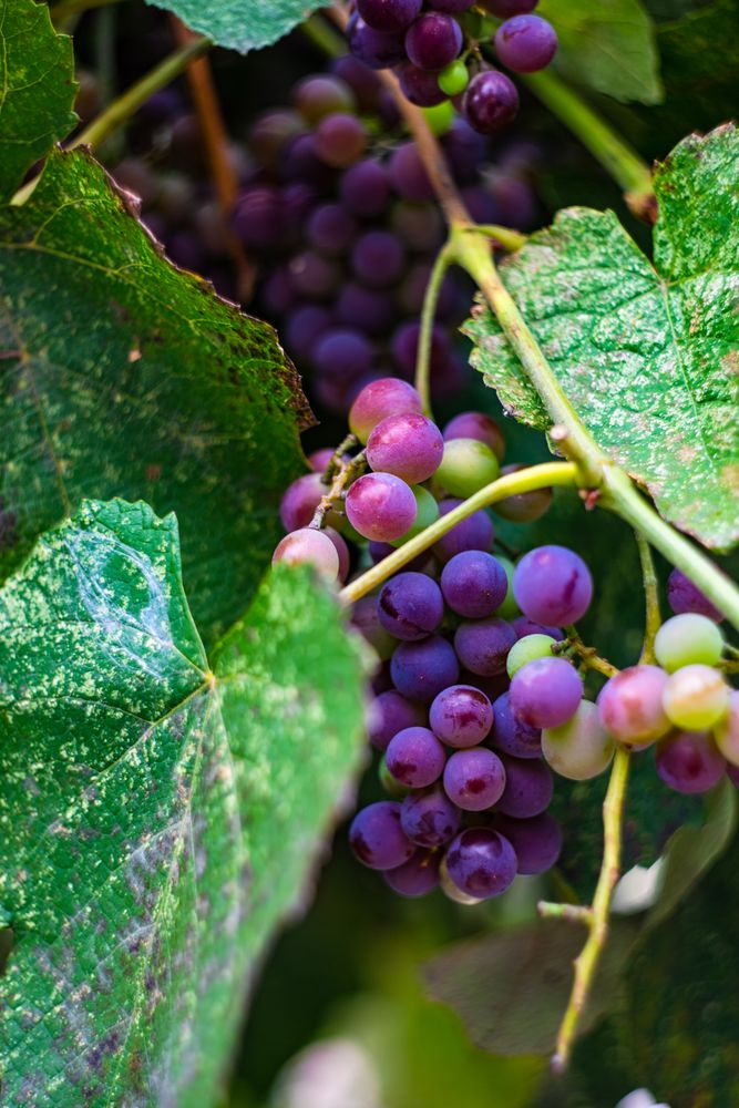 Closeup of bunch of red grape