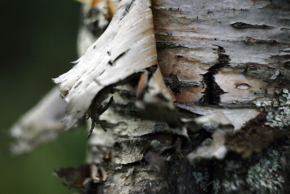 Cork on birch in forest