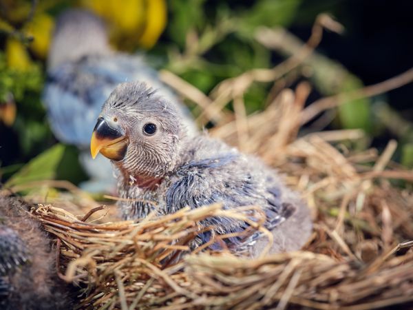 Adorable gray little nestling of lovebird sitting in nest