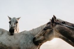 Funny horses on meadow