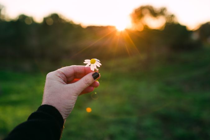 Crop hand with chamomile in nature