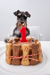 Cute purebred dog sitting on chair