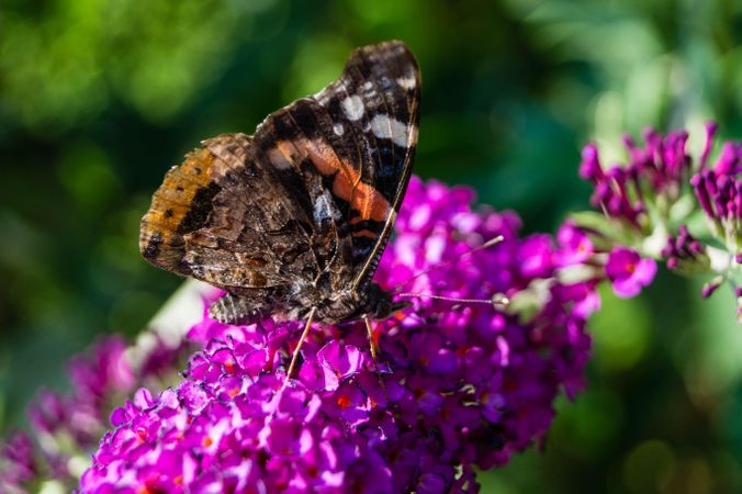 Brown butterfly perched on purple flower in close up