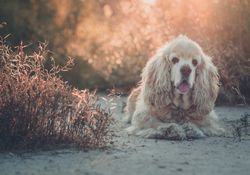 Funny dog lying on ground between plants