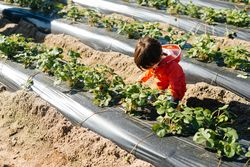 Child touching leaves in bushes in garden bed