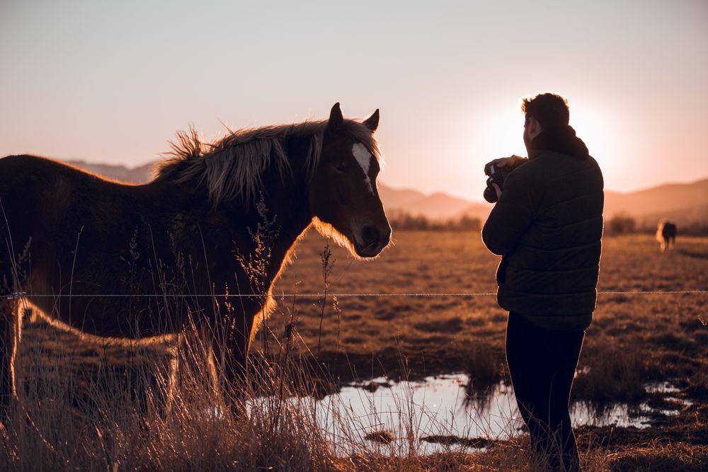 Man shooting on camera wild horse pasturing on field near water