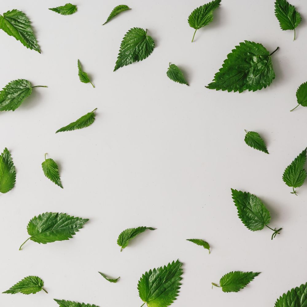 Pattern of nettle leaves on light background