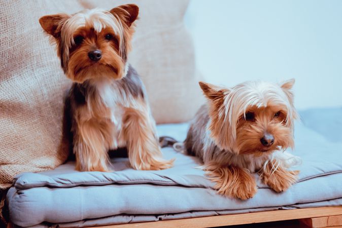 Yorkshires sitting and lying on bed