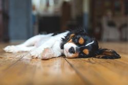 Cavalier spaniel sleeping on wooden floor