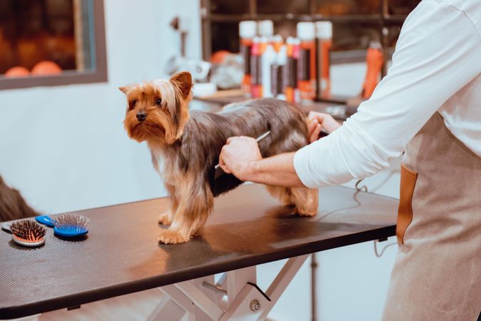 Crop groomer trimming fur of little dog