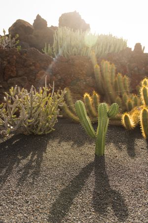 Bunch of prickly cactus