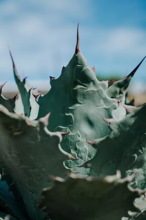 Spiky fresh succulent leaves