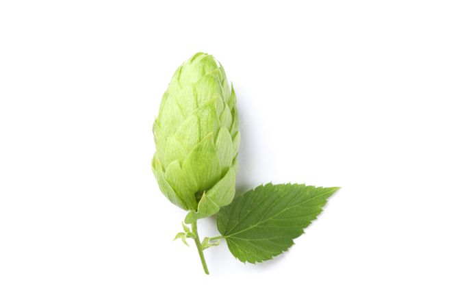 Green fresh hop cone isolated on studio background, close up