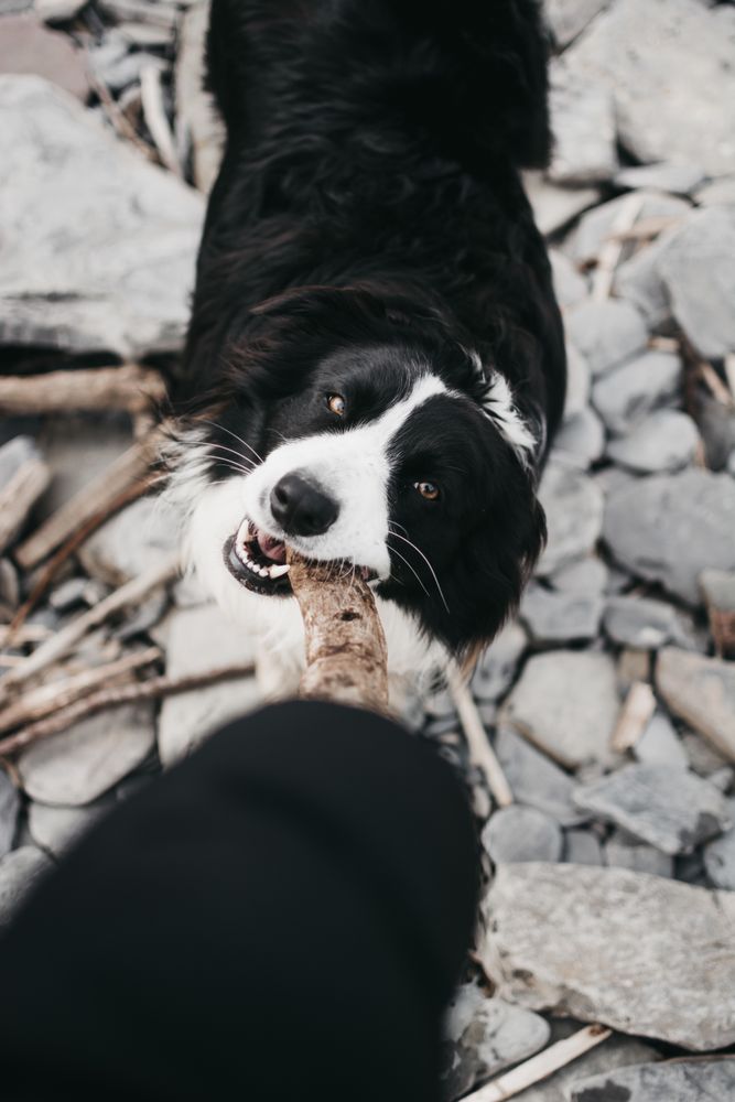 Hand playing with adult dog with wooden stick