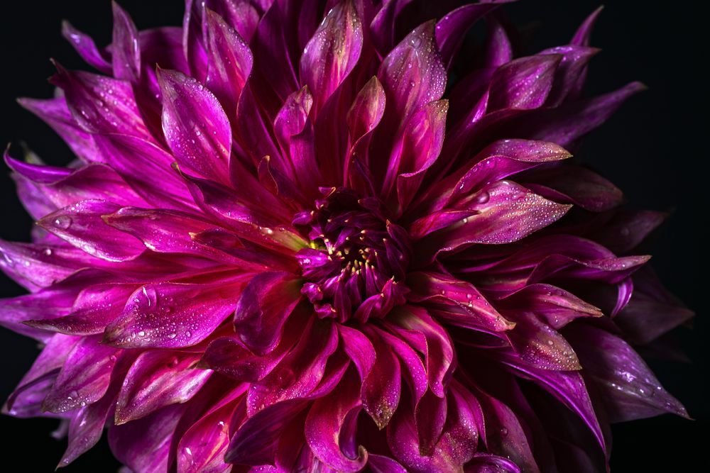 Center of beautiful dark pink dahlia