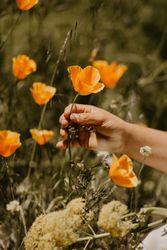 Crop hand picking flower in field