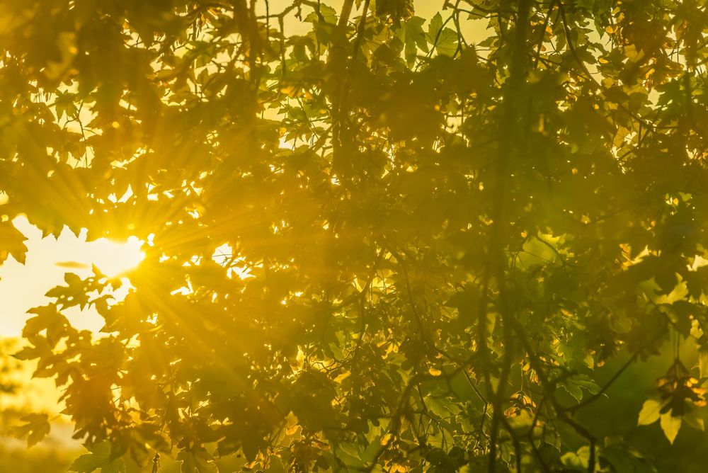 Sun rays through tree branches and leaves