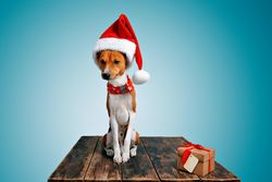 Dog in festive Santa hat and scarf sitting on wooden table with present
