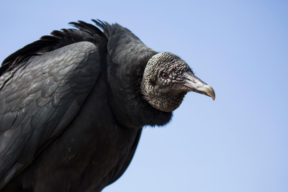 Dark vulture under blue sky