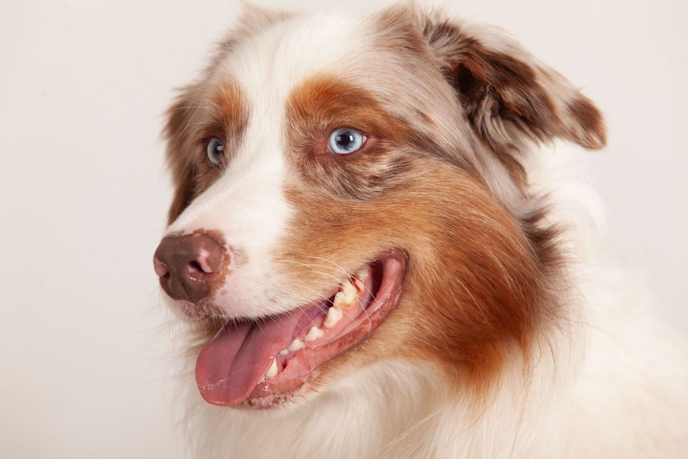 Portrait of a light brown Australian shepherd with blue eyes in studio shoot