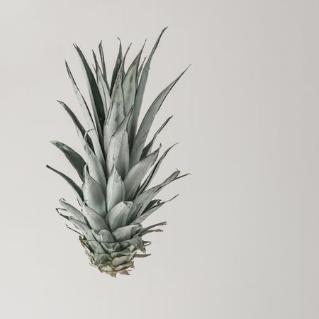 Pineapple foliage on light background