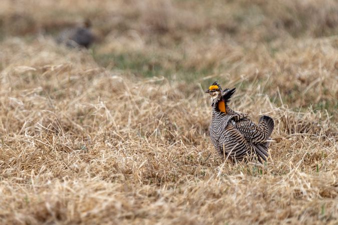 Prairie Chicken at Hamden Slough National Wildlife Refuge in Hamden Township, Minnesota