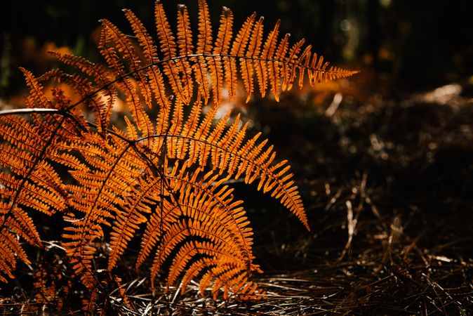 Dry fern leaves in dark forest