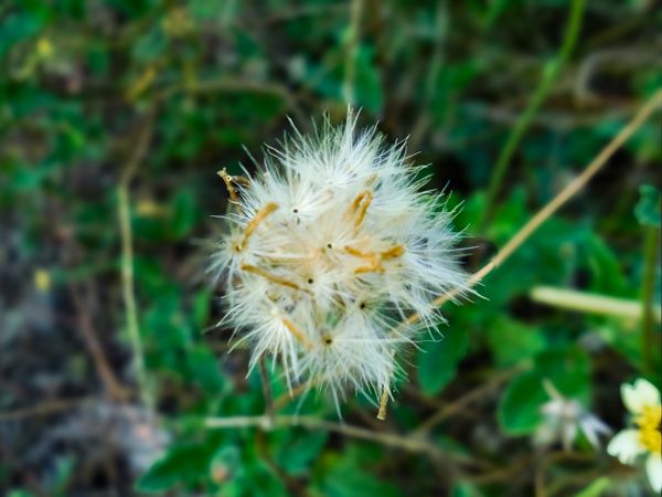 Tridax procumbens flower