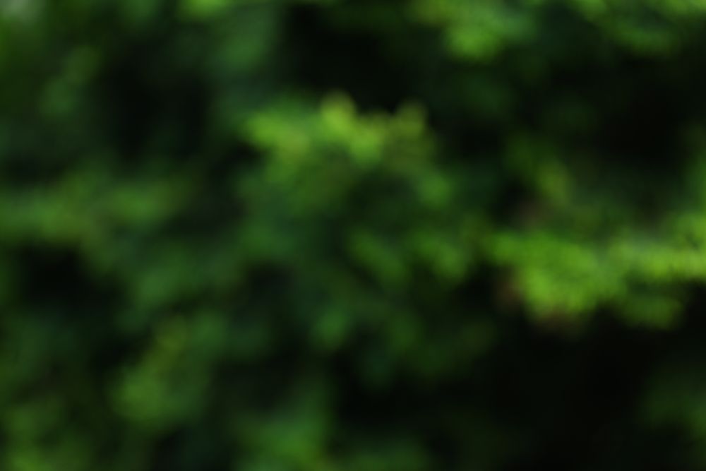 Green thuja tree. Coniferous plant. Blurred background