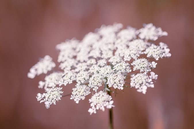 Delicate Queen Anne’s lace flowers with selective focus