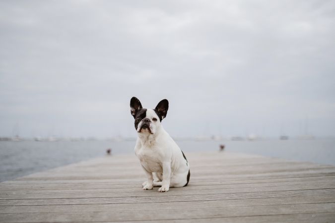 Cute dog on pier near sea