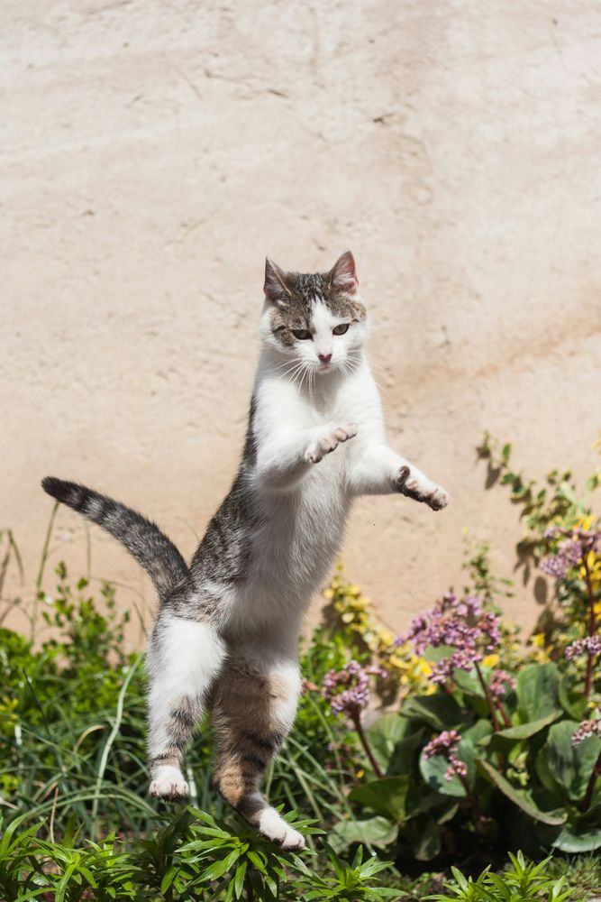 Playful  Cat Standing in Garden