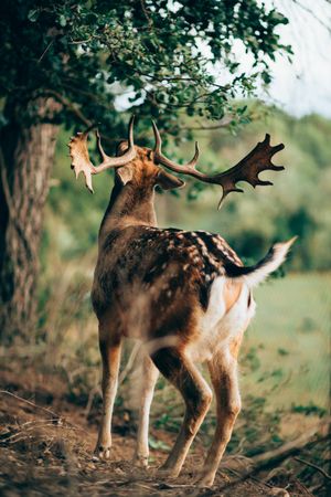 Elk eating leaves in countryside