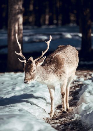 Deer pasturing near trees between snow
