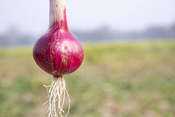 Red onion