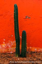 Two cacti growing against red wall 0yXjEj