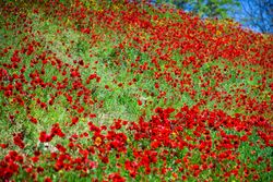 Many red poppy flowers in field