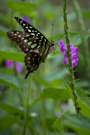 A beautiful Tailed Jay Butterfly perched on tarpeta flowers at a park in Mumbai, India
