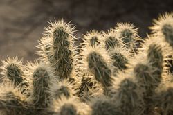 Close up of cholla cactus 48e1Yb